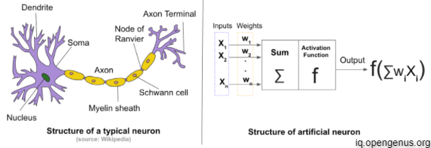 brain-neuron