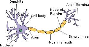 300px-Neuron.svg