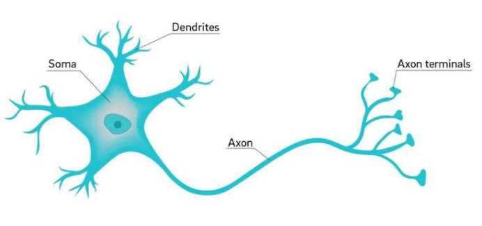 neuron