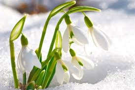 snowdrop